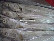 Hook Catch ribbon fish